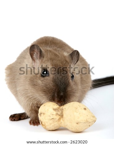female rodent with monkey nut peanut isolated on white