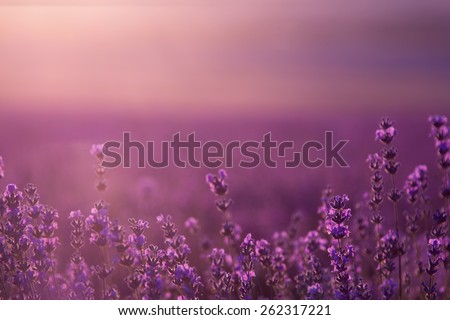 blurred summer background of wild grass and lavender flowers, soft focus Royalty-Free Stock Photo #262317221