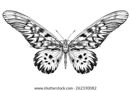Detailed realistic sketch of a butterfly / moth