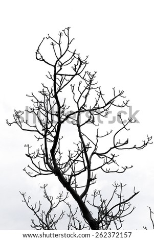 dead tree on white background