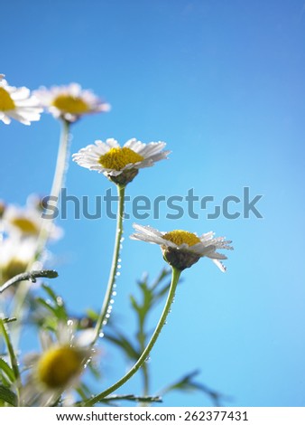 daisy flower against blue sky
