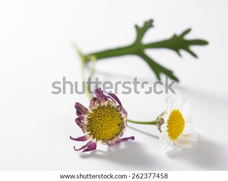 dry daisy on the white background