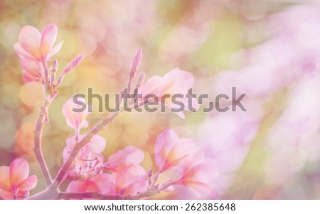 Blurred of frangipani (plumeria) ,  soft color in bokeh texture soft blur for background with pastel vintage retro style.