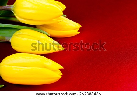 Yellow tulips lying on a red luxury abstract cloth background