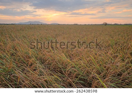 paddy field during colorful sunset moment at Sabah, Borneo, Malaysia. 
Image has grain or blurry or noise and soft focus when view at full resolution. (Shallow DOF, slight motion blur)