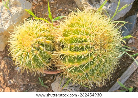 Close up of globe shaped cactus with long thorns. 