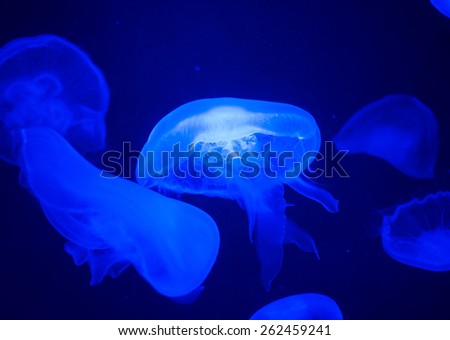blue jellyfish in aquarium