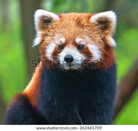 Red panda bear close-up