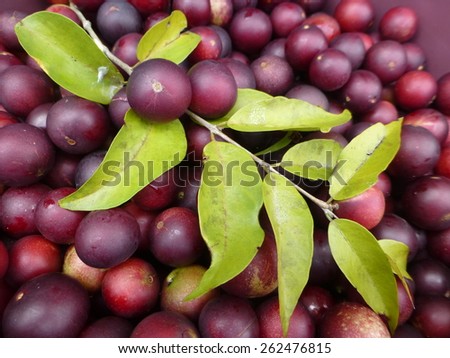 Myrciaria dubia, commonly known as camu camu, camucamu, cacari, or camocamo, is a small (about 3-5 m), bushy riverside tree from the Amazon rainforest in Peru and Brazil. Royalty-Free Stock Photo #262476815