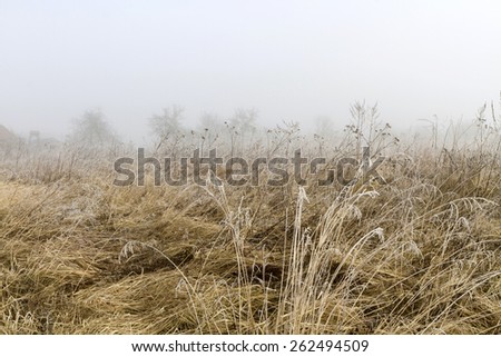 fields in morning