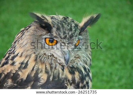 Great eagle owl