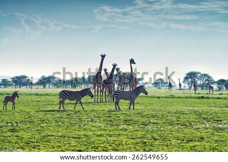 Zebras, giraffes and wildebeests are walking in African savannah Royalty-Free Stock Photo #262549655