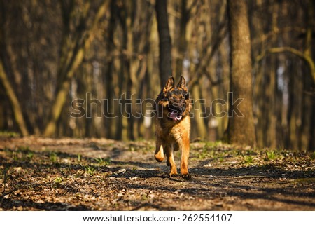 German shepherd dog playing in forest