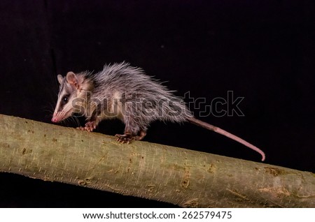 andean white eared opossum on a branch zarigueya over black background