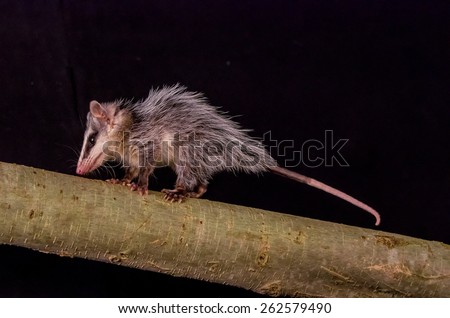 andean white eared opossum on a branch zarigueya over black background