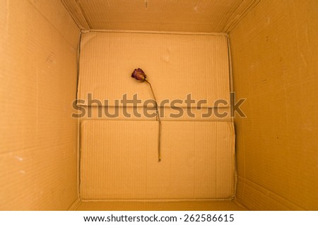 dry red rose lying in a box top angle