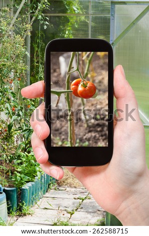 travel concept - tourist takes picture of ripe tomato plant inside of greenhouse on smartphone,