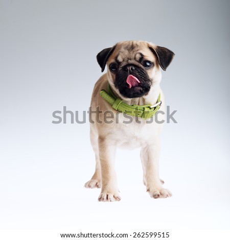 Cute pug puppy wearing green collar showing pink tongue