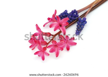 Flower blooms isolated on the white background