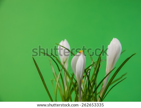Easter flowers on green background.