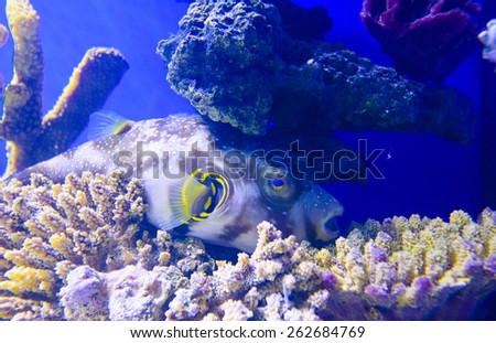 extremely bright and colorful tropical sea fish