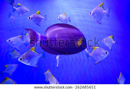 extremely bright and colorful tropical sea fish