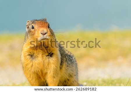 Ground squirrel at the Lake Two Jacks in Banff, Canada.