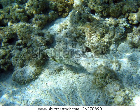 This is a close-up picture of a box fish