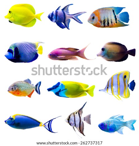 Tropical fish collection isolated on white background Royalty-Free Stock Photo #262737317