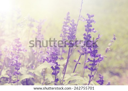 Lavender flowers Natural background, retro filter effect style pictures