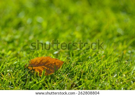 Autumn / yellow leaf on green grass