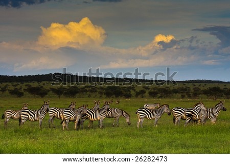 Zebra Herd at Sunset in Singita Grumeti Reserves Royalty-Free Stock Photo #26282473