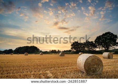 Beautiful Summer sunset over field of hay bales in countryside landscape Royalty-Free Stock Photo #262851887