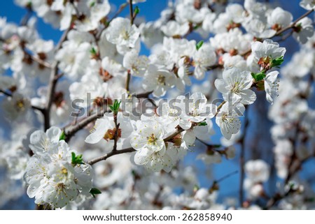  Branches of blossoming tree with white flowers against the sky