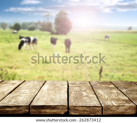 table and cows 