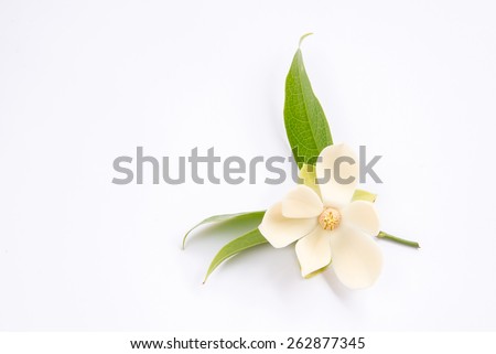 A magnolia flower on isolated background. Royalty-Free Stock Photo #262877345