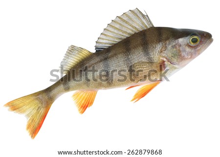 Small lake form of European perch. Place fishing stated in geotagging file Royalty-Free Stock Photo #262879868