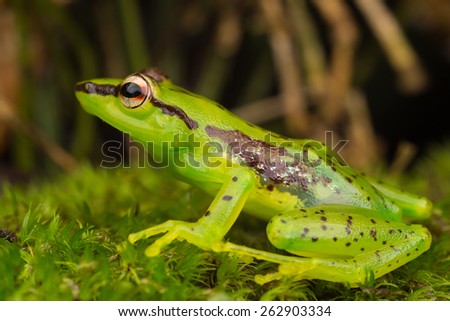 Green and purple frog. Picture taken in ranomafana national park Madagascar.