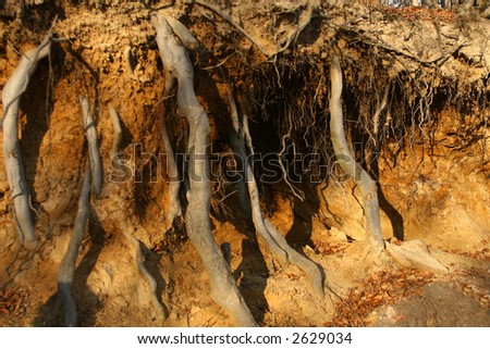Strong roots piercing the earth