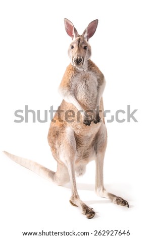 Red kangaroo in studio isolated