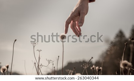 Man stretching down his hand and gently touching a delicate dandelion clock on a misty grey day with sunlight back lighting his hand, conceptual image.
