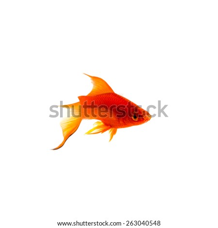 Red Swordtail Xiphophorus Helleri aquarium fish isolated on white