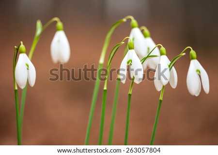 Spring white flowers (Galanthus nivalis). Macro image.