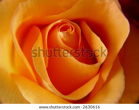 Macro image of a peach colored rose.