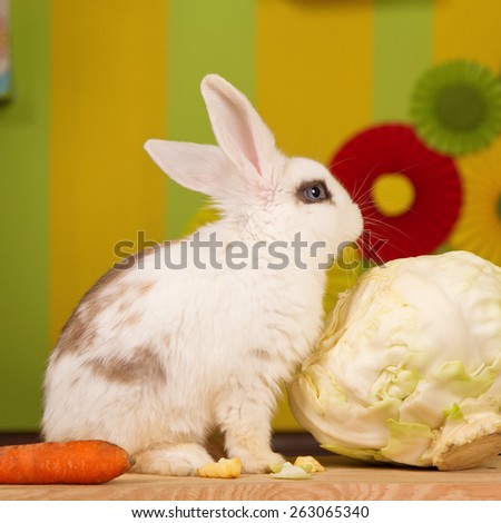 White rabbit with a large cabbage and carrots on a bright background scenery. Easter bunny