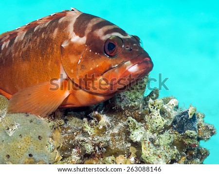 blacktip grouper