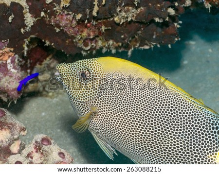 Brown-spotted spinefoot