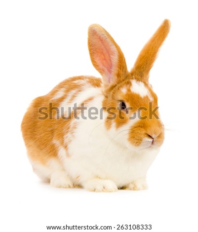 Photo of rusty rabbit isolated on white