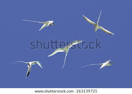 White-tailed tropicbird flying in the sky. Cousin Island Seychelles. Royalty-Free Stock Photo #263139725