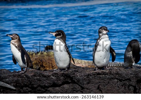 Group of penguins on a rock with an iguana in the background in the Galapagos Islands, Ecuador
